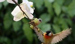 鸟语花香爆料特效视频,特效视频带你沉浸自然之美